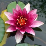 Yoga De Lotus Flower